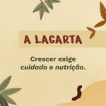 A Lagarta-01