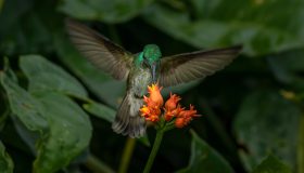 beija flor tesoura verde
